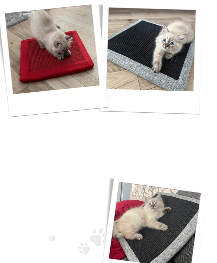 Drei Polaroid Bilder mit Katzen auf drei verschiedenen Kratzkissen