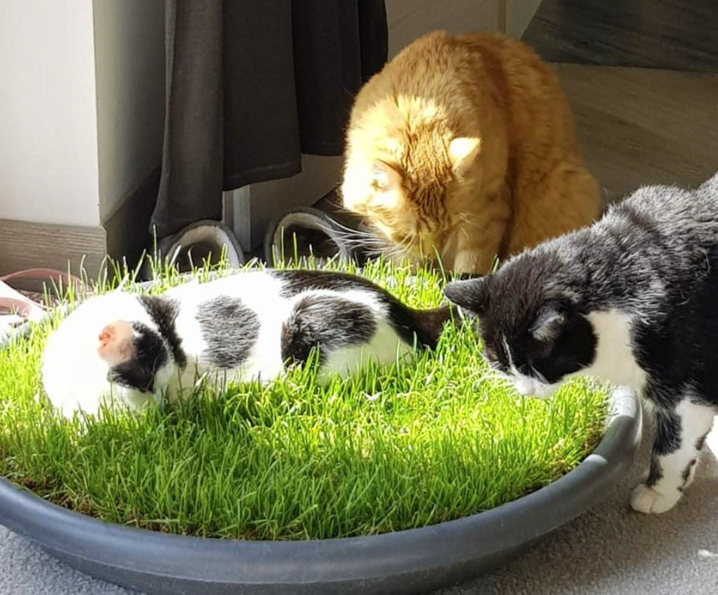 Drei Katzen im Katzengras