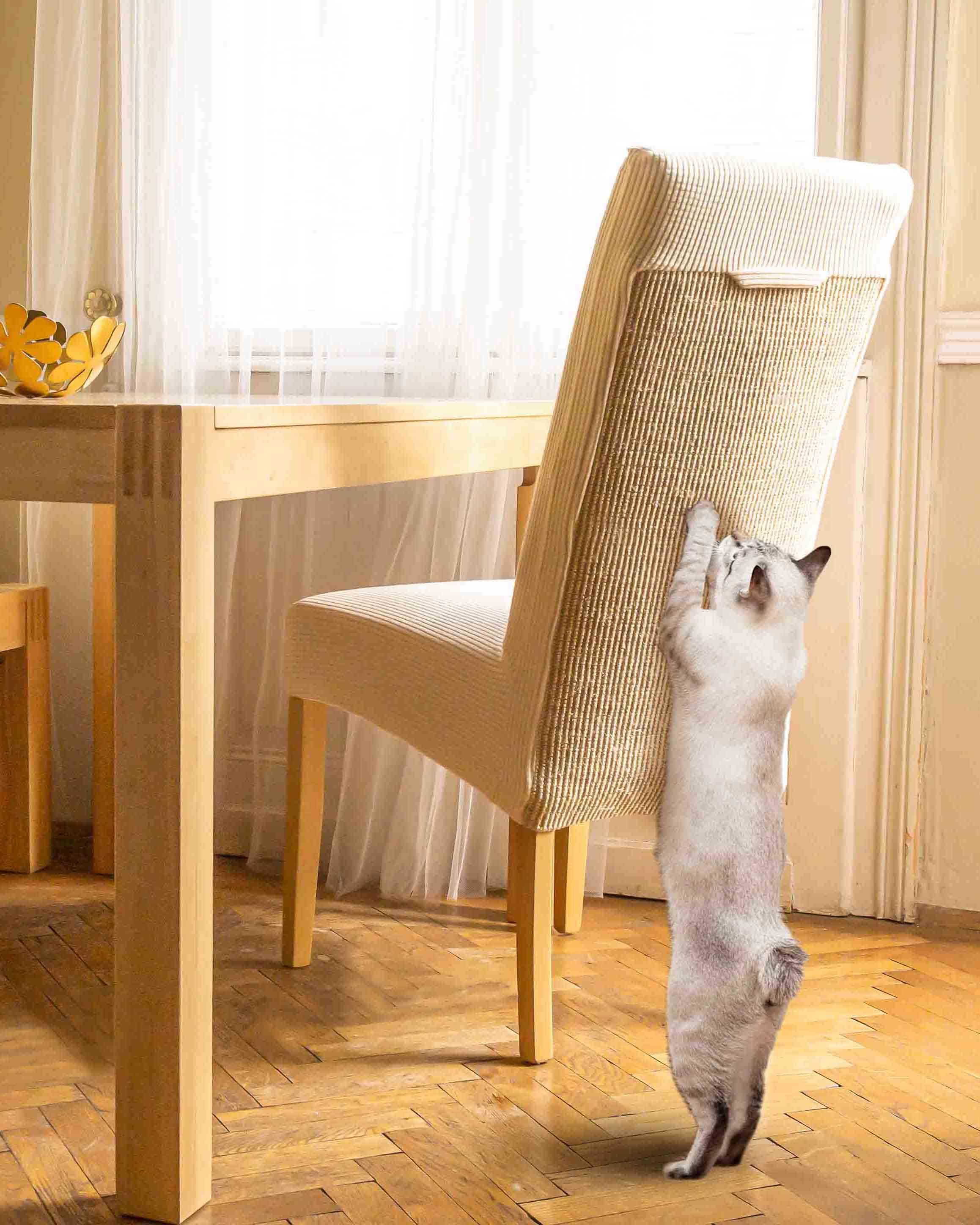 Katzen kratzt an Stuhl mit Kratzhusse