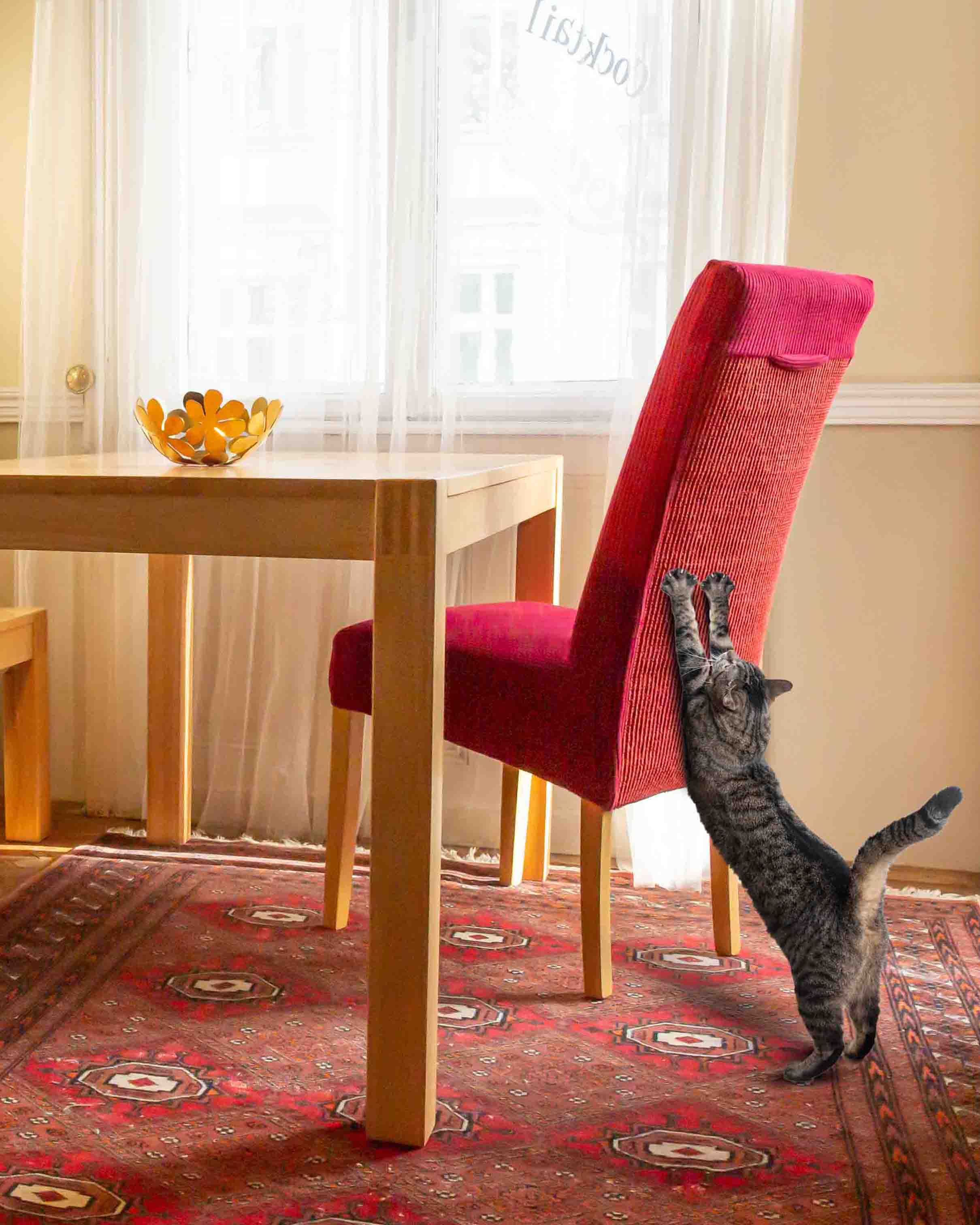 Katze kratzt an roter Katzen-Stuhlhusse im Esszimmer