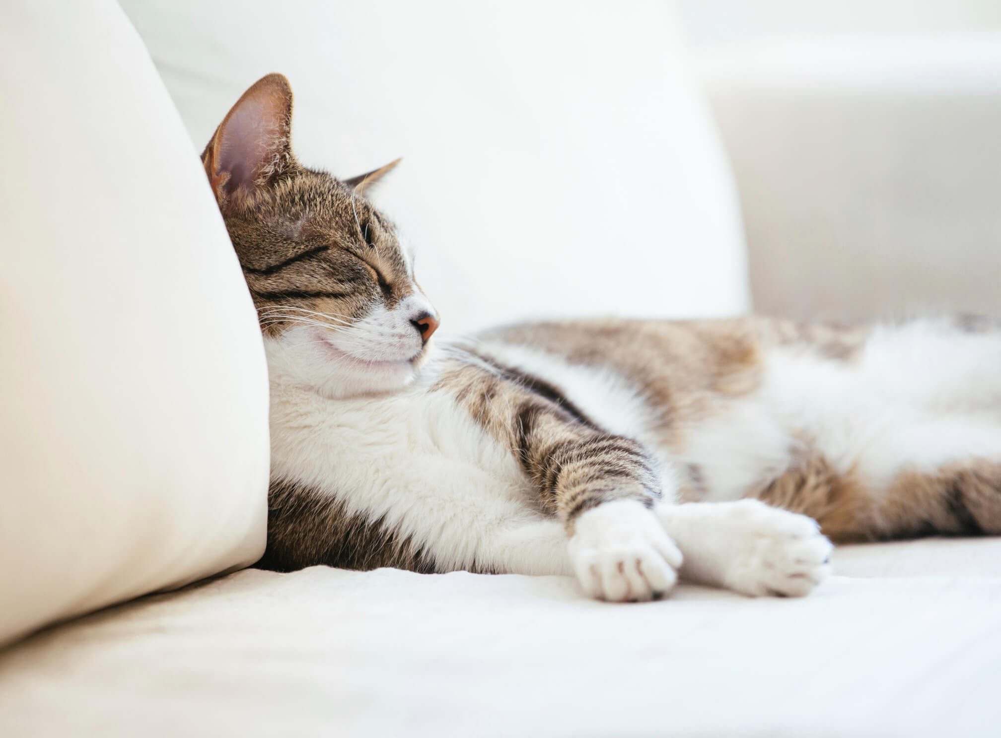 Katze schläft am Sofa - Happy Scratchy