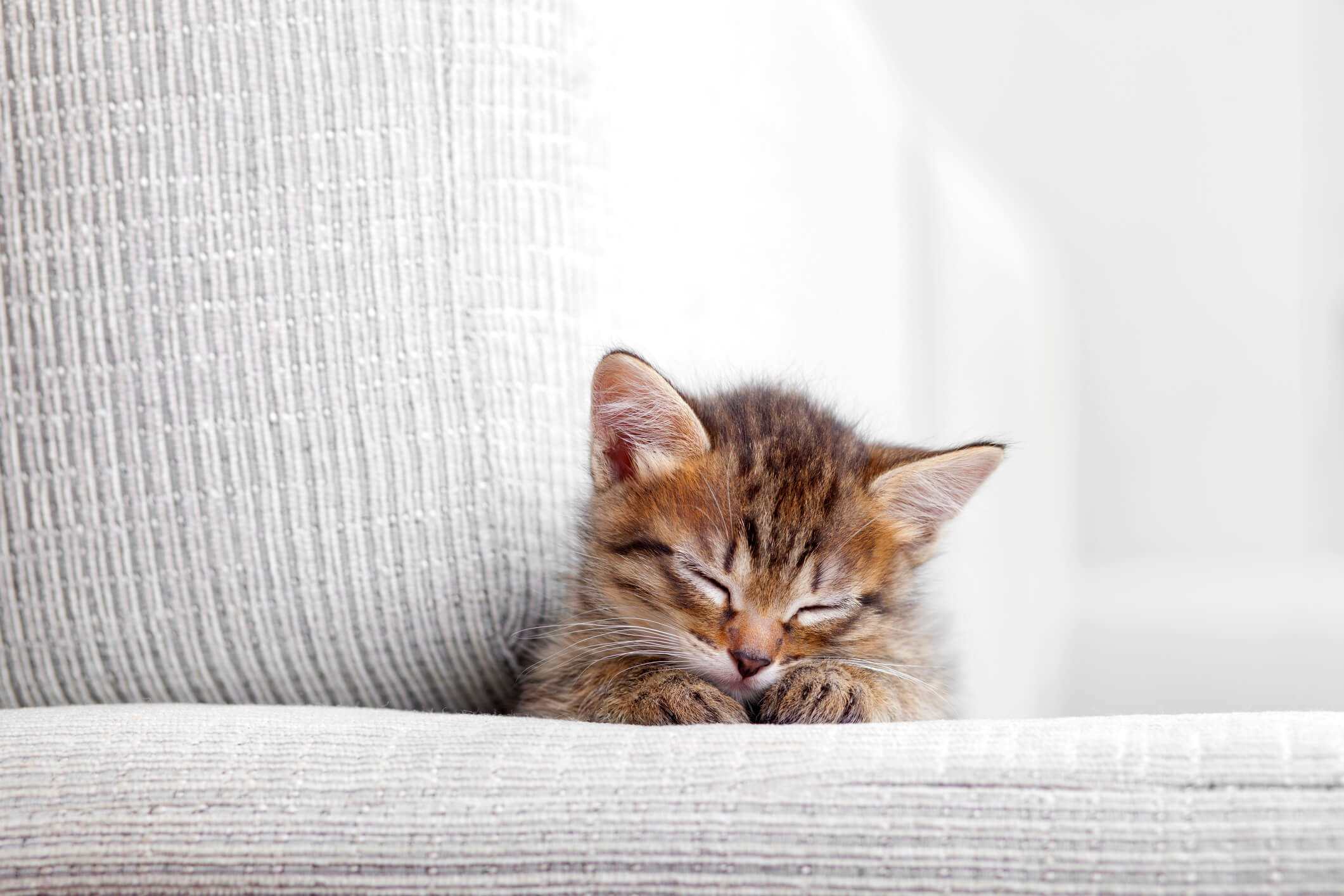 Babykatze schläft am Stuhl - Happy Scratchy
