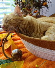 Katze schläft in beigem Katzenbett mit Innenkissen und Spielball - Happy Scratchy