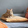 Katze liegt auf einem Kratzkissen Orange am Sofa - Happy Scratchy