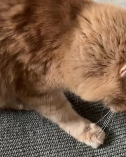 Katze kratzt auf Kratzmatte