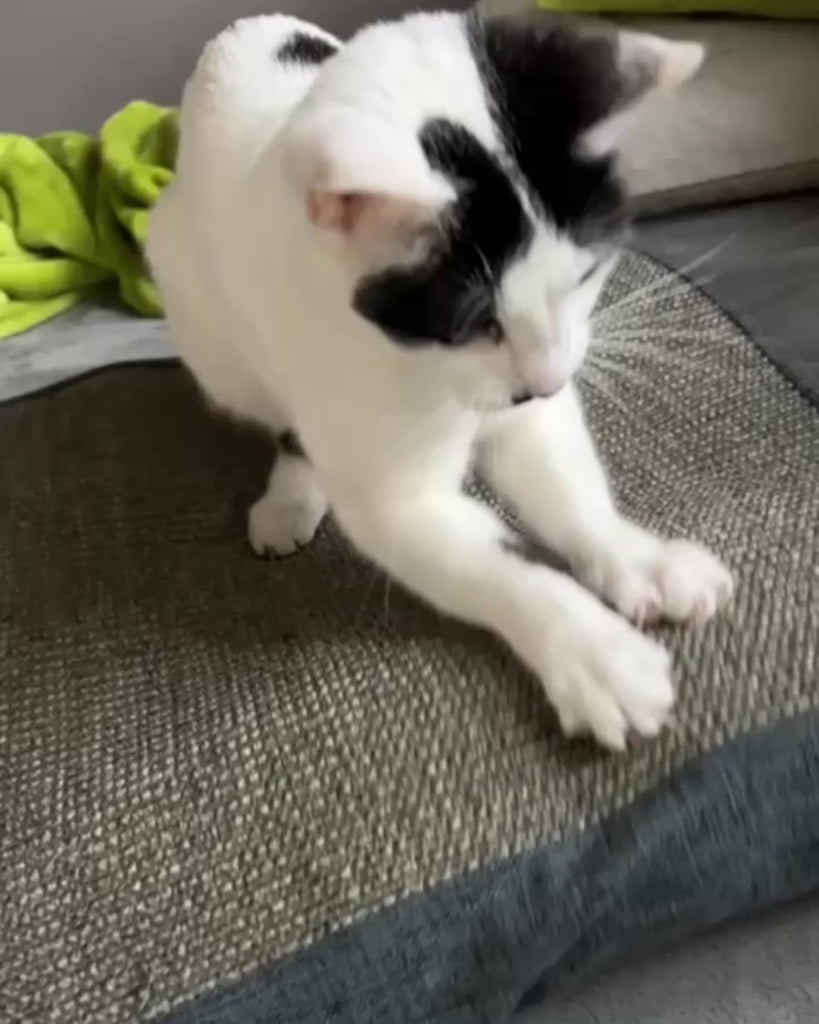 Katze kratzt auf Kratzkissen