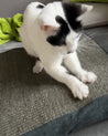 Katze kratzt auf Kratzkissen am Sofa